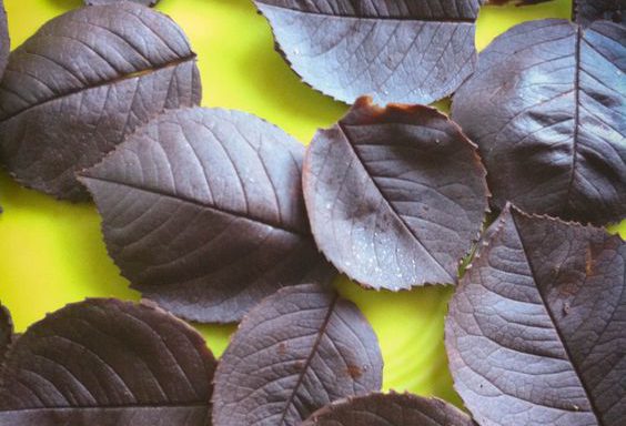 hojas de chocolate para decorar